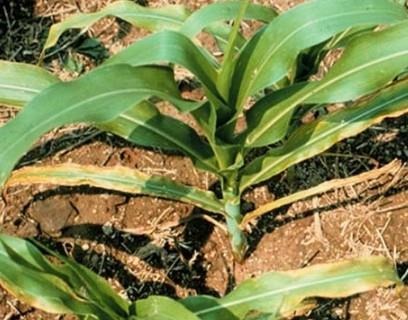 Watch For K Deficiency